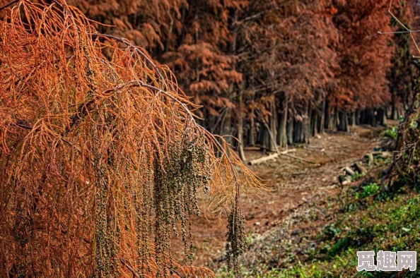 DNF旅人角色应如何选择最适合自己的光环装备 DNF旅人角色应如何选择最适合自己的光环装备