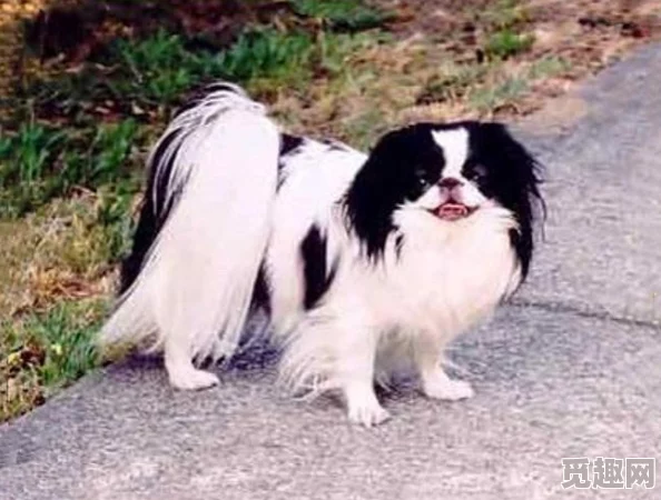 《保卫萝卜4》法老归来系列第69关详细通关策略与攻略指南