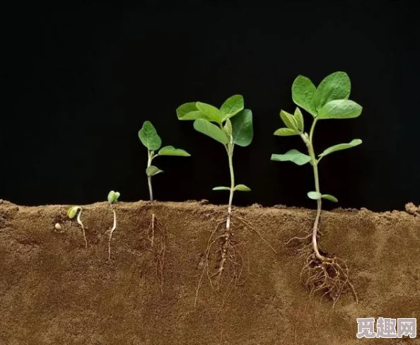 插的好深啊：近日，一项研究显示，植物根系的生长深度对土壤健康和水分保持能力有显著影响，引发广泛关注