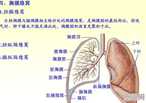 亲胸揉胸膜下刺激网站，内容丰富多样，让人耳目一新，值得一看！