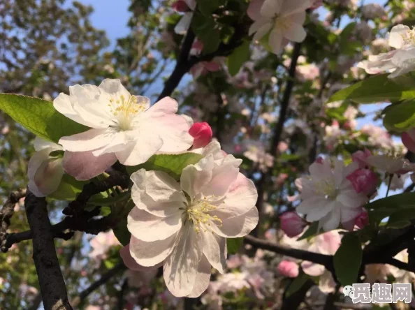 绝地求生刺激战场：寻找梦幻樱花树与隐藏彩蛋的绝美探险之旅