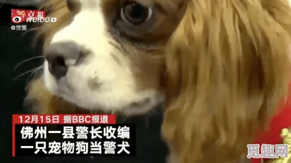 网友热议：艾尔登法环中逆刺与猎犬长牙，哪个武器更胜一筹？