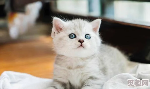 插烂你的逼小明在家养了一只可爱的猫咪，每天都陪它玩耍