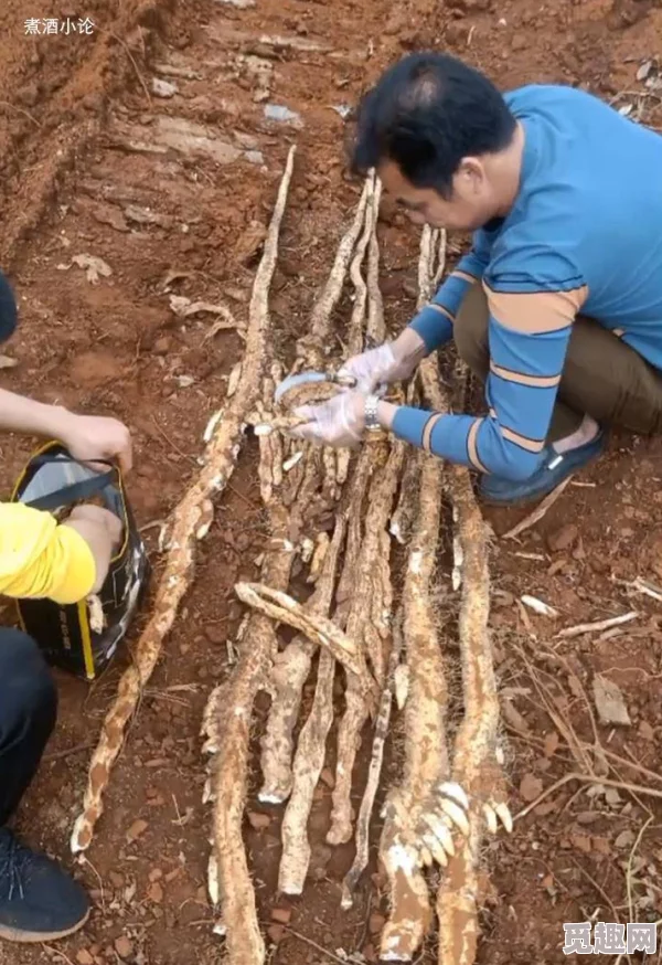 好粗好大好深小明在自家后院挖出了一颗巨大的南瓜，重达200斤，成为当地一时的热议话题