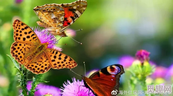 蝴蝶之吻科学家发现新物种，色彩斑斓如梦幻仙境