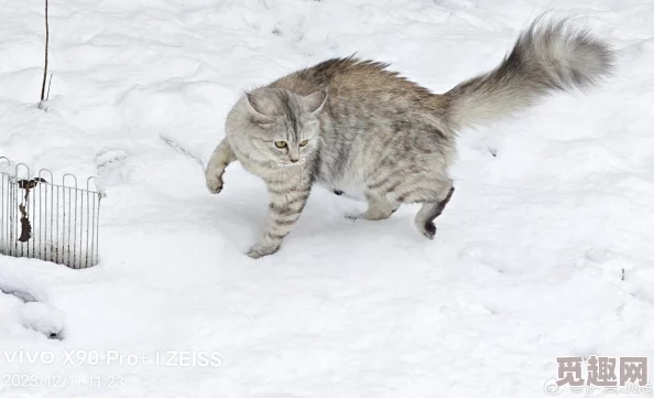 色猫咪导航走过冬季