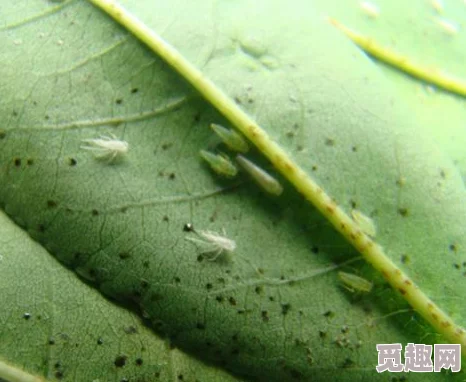 夏季雨带来清凉同时也滋润了干涸的土地，为农作物生长提供了充足的水分