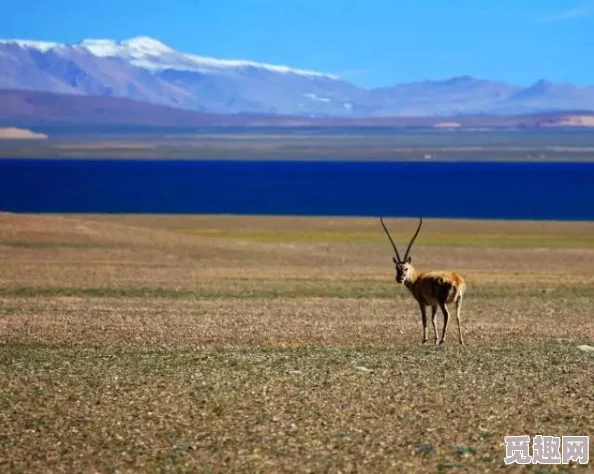 哑奴羌塘近日科学家在羌塘高原发现新物种，进一步揭示了该地区的生态多样性。