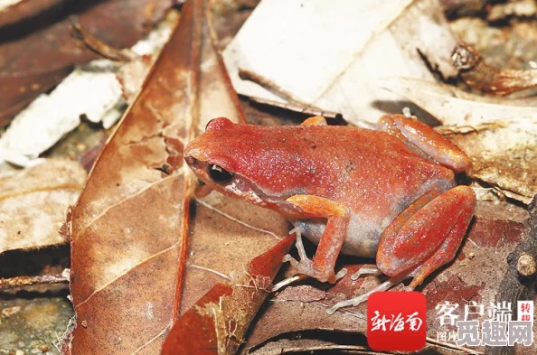 中国大白屁股xxxx近日在某海域发现新物种引起科学界关注