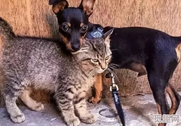 没有主人的允许不准尿出来近日一只流浪猫在公园被发现竟然会用猫砂盆引起围观