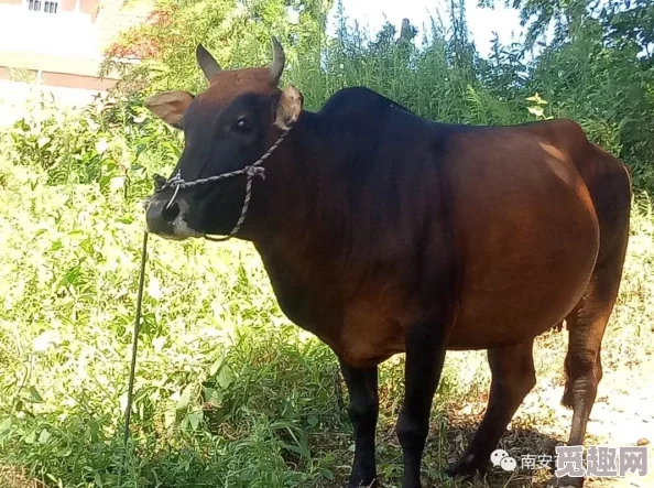 某某肉据说曾是养殖场一霸还跟隔壁猪圈的二花有过一段不为人知的往事