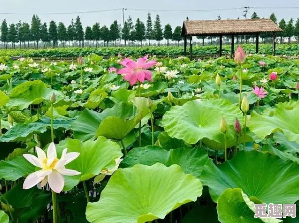 桃源深处有人家赤日炎暑玩法全揭秘：种植荷叶做节气菜，赢取限定建筑与家居