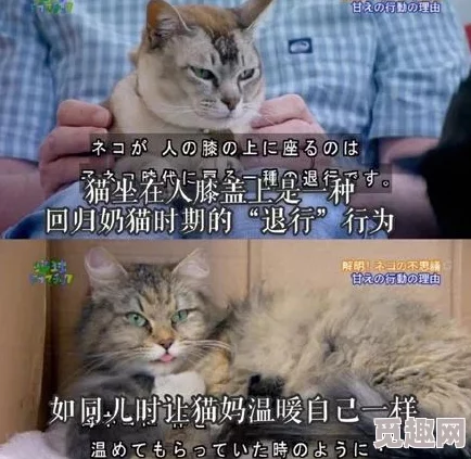 震惊！科学家发现猫咪舔毛竟能延长寿命啊啊啊你tm别舔了